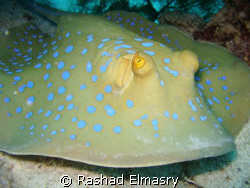 Blue spotted stingray by Rashad Elmasry 